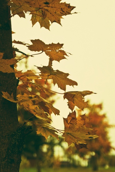 Autumn has come ..