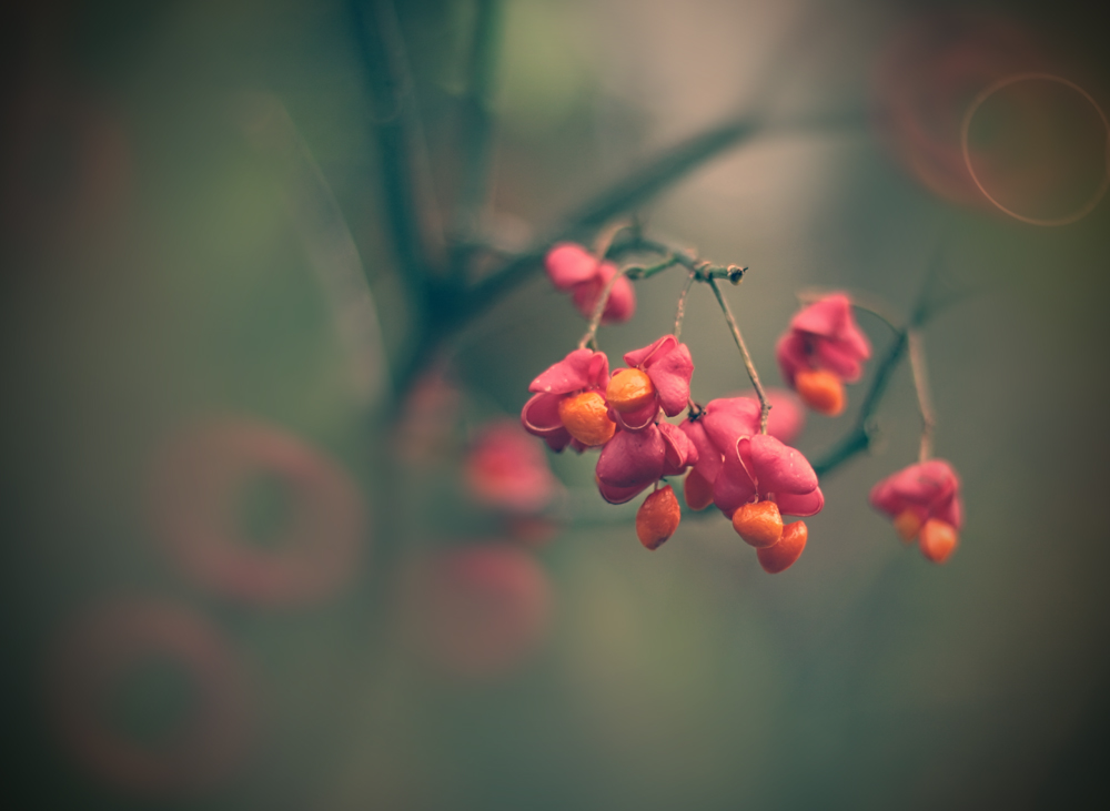 European euonymus