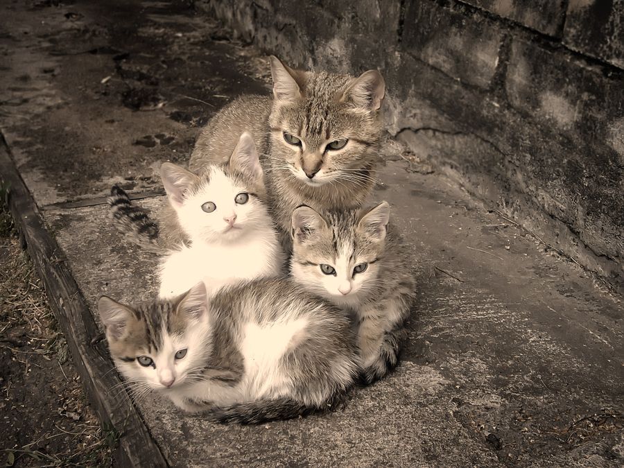 S Family