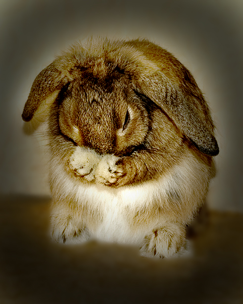 Chi-chi in rabbit ..