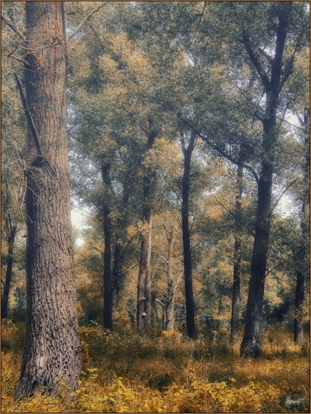 autumn, nedremuchy