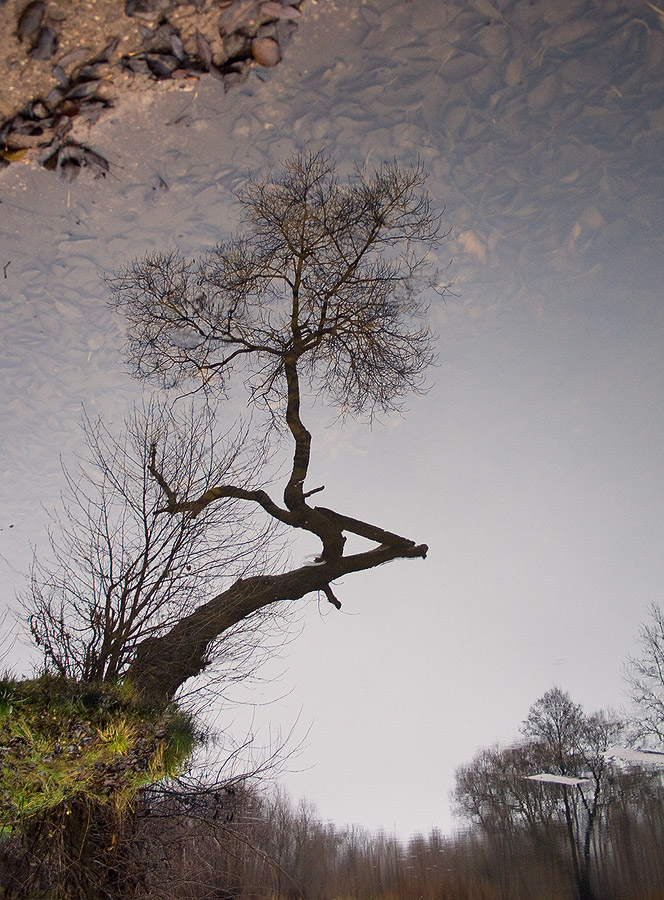 Looking glass