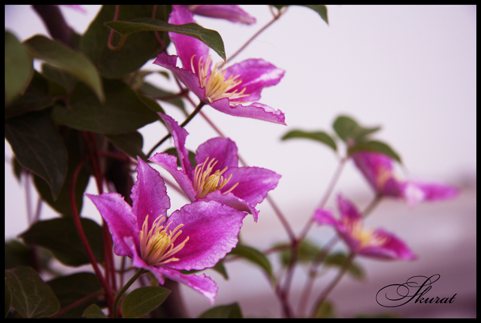 Flowers