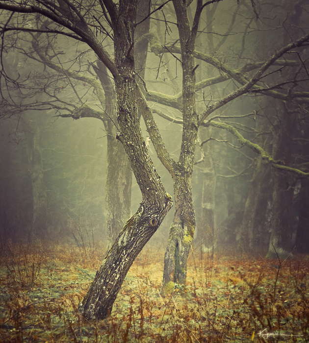 autumn dance ...