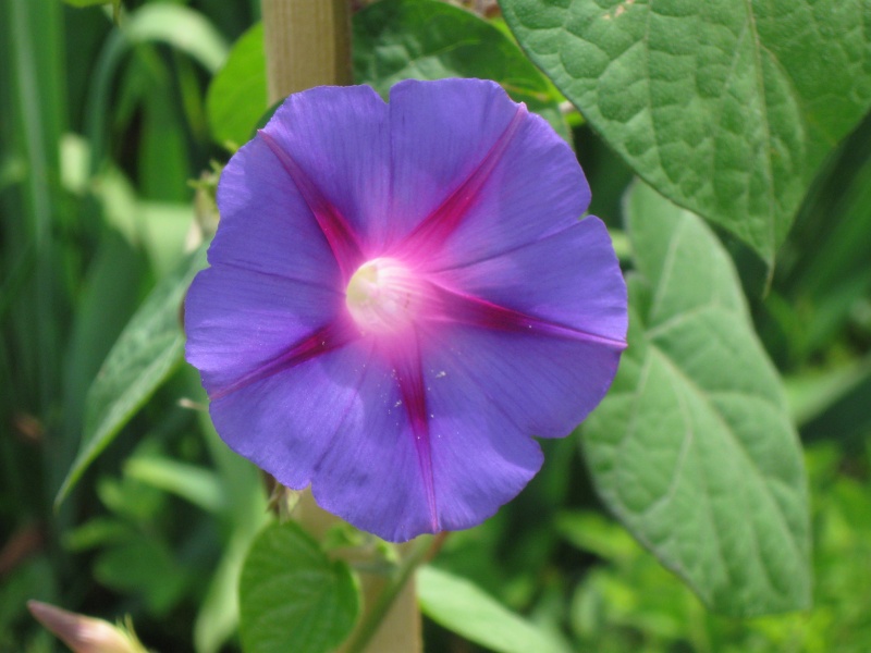 Floret