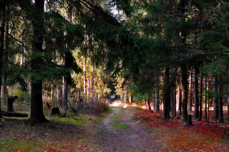 Autumn in the forest
