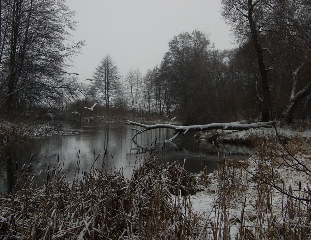 At Christmas the gray heron / ***