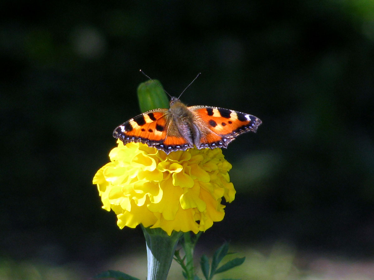 Oh, Butterfly!