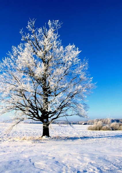 Winter sleep. / *****