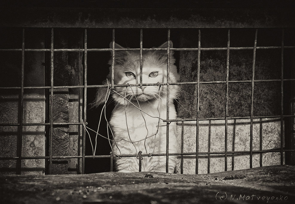 prisoner