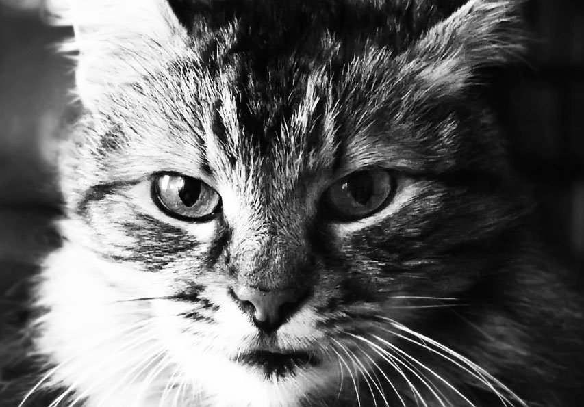 Dulcinea