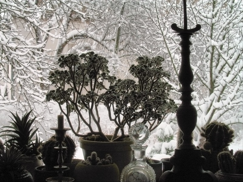 Snowy morning