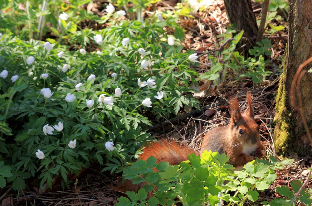 Breakfast in the spring forest