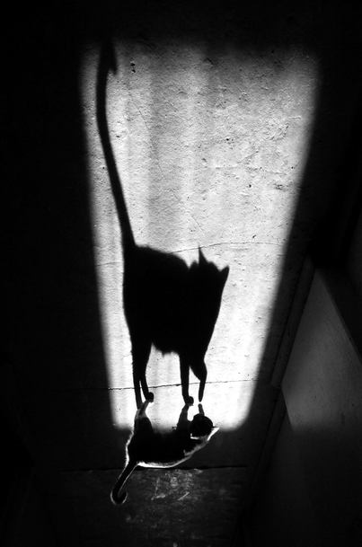 Shadow and her cat