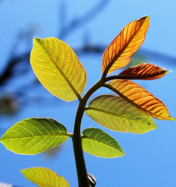 Leaves of walnut