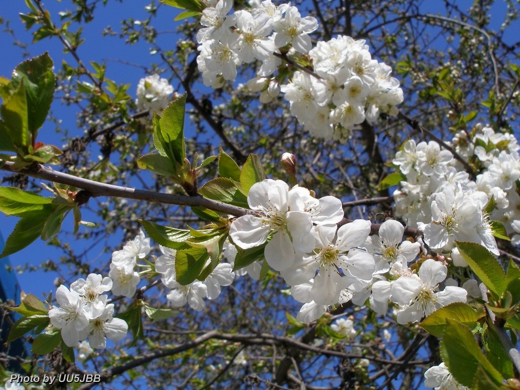 Spring