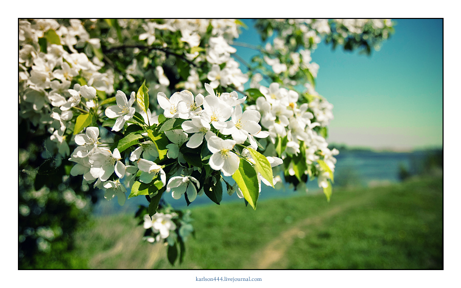 Apple tree in bloom.