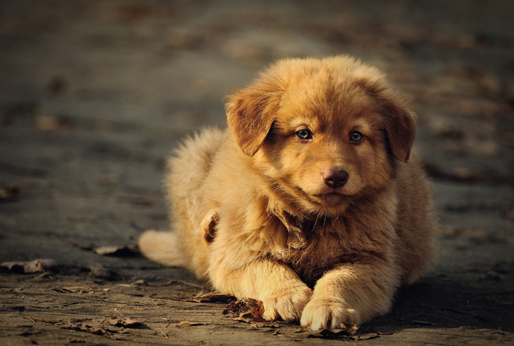 puppy