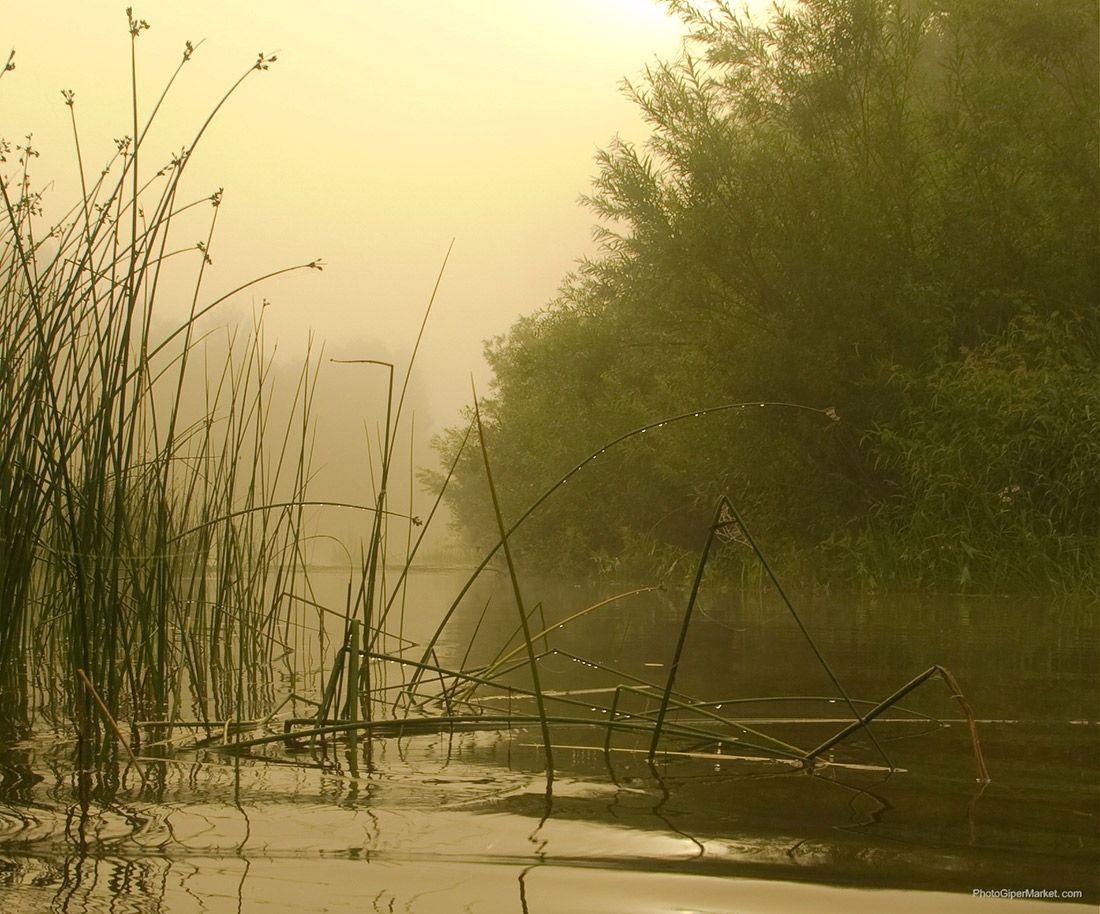 Wet morning
