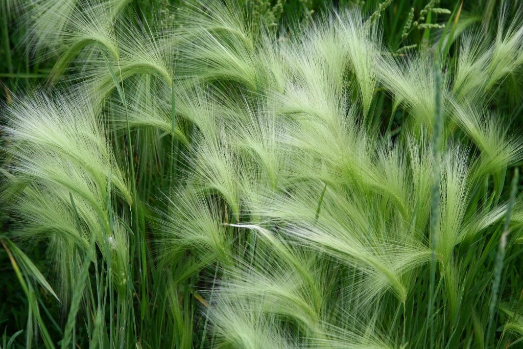 Barley grivasty