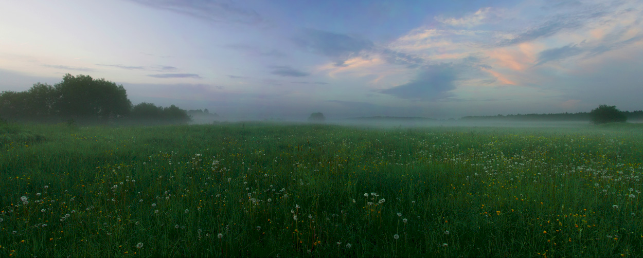 Evening Meadow