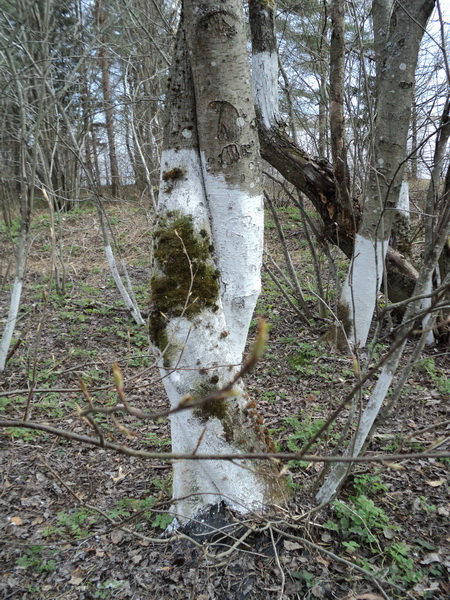 Spring