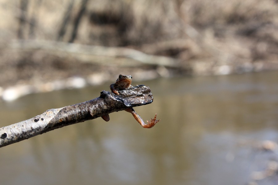 inhabitants of the pond