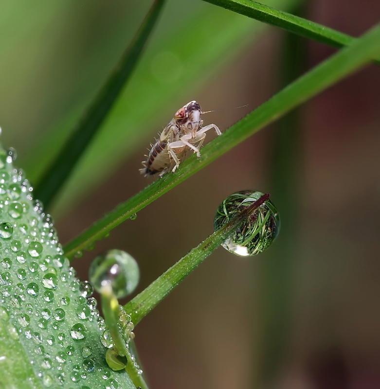 Two babes on one of nature ... / ***