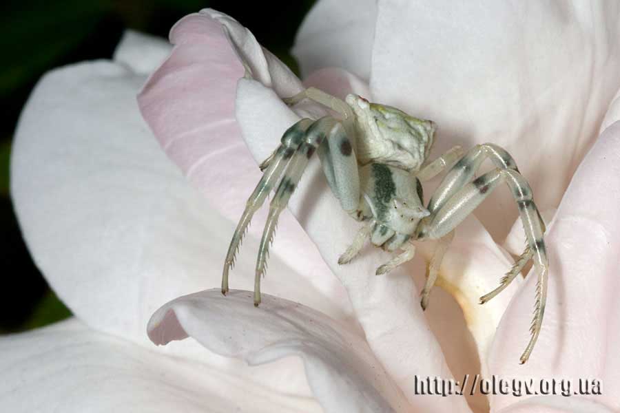 Long live the mimicry!