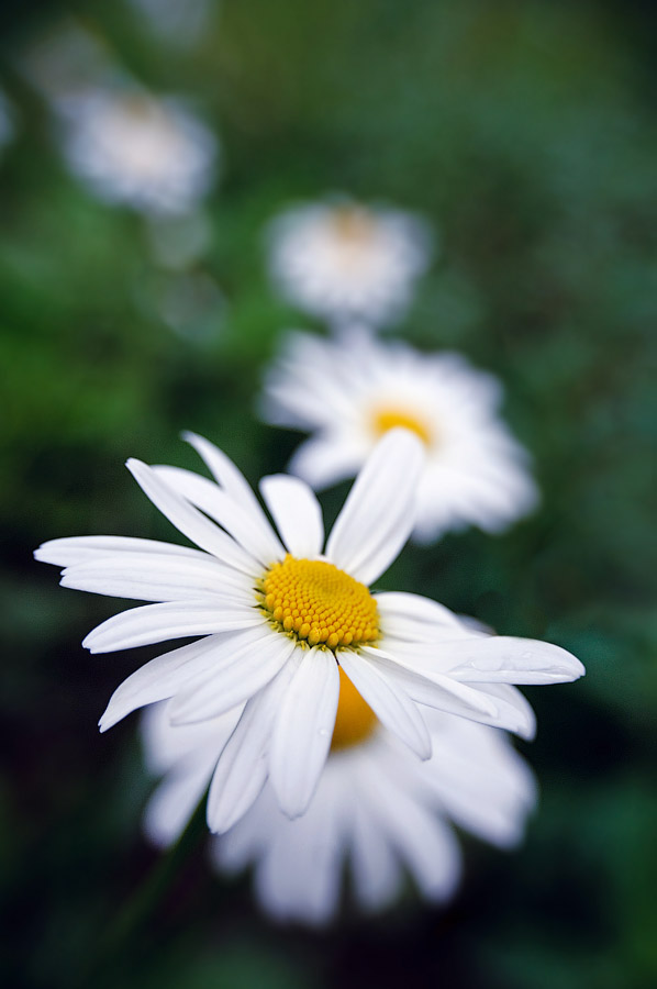 Again Daisies