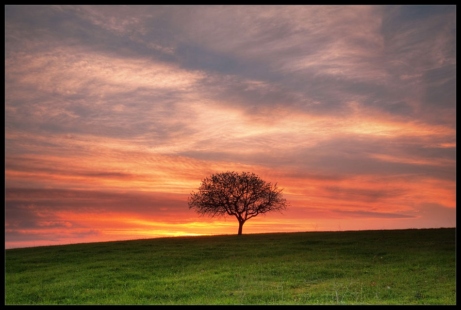 Lonely tree