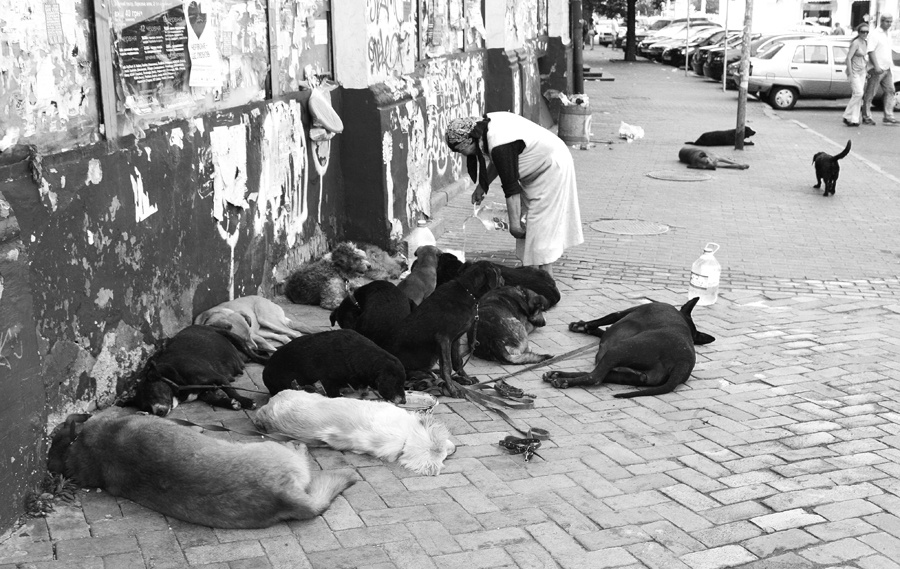Canine shelter
