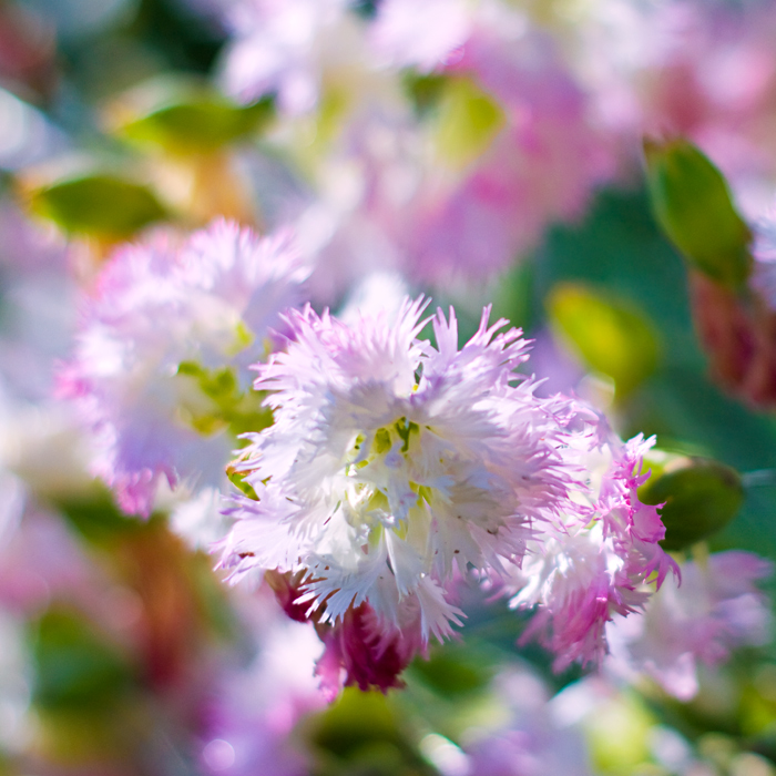 Fragrant summer