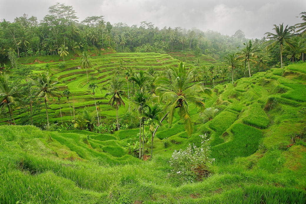 rice terraces
