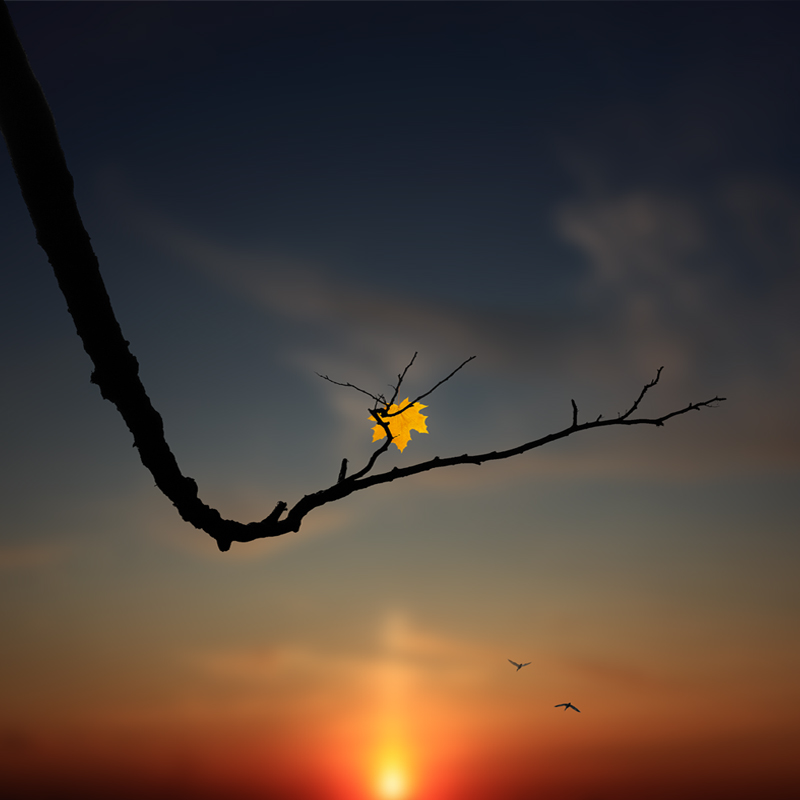 The last leaf