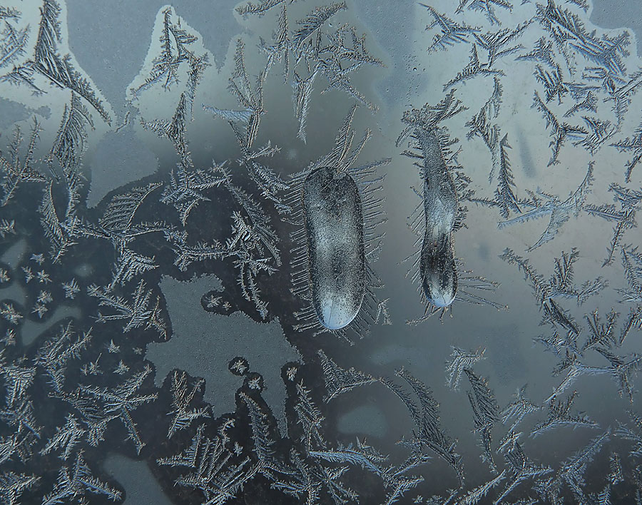 Frosty patterns - Ciliates Shoe "