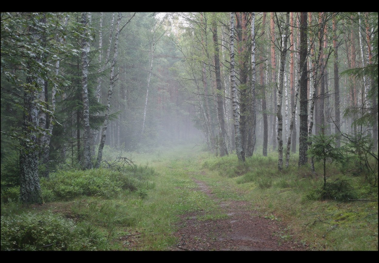 Fog in the forest