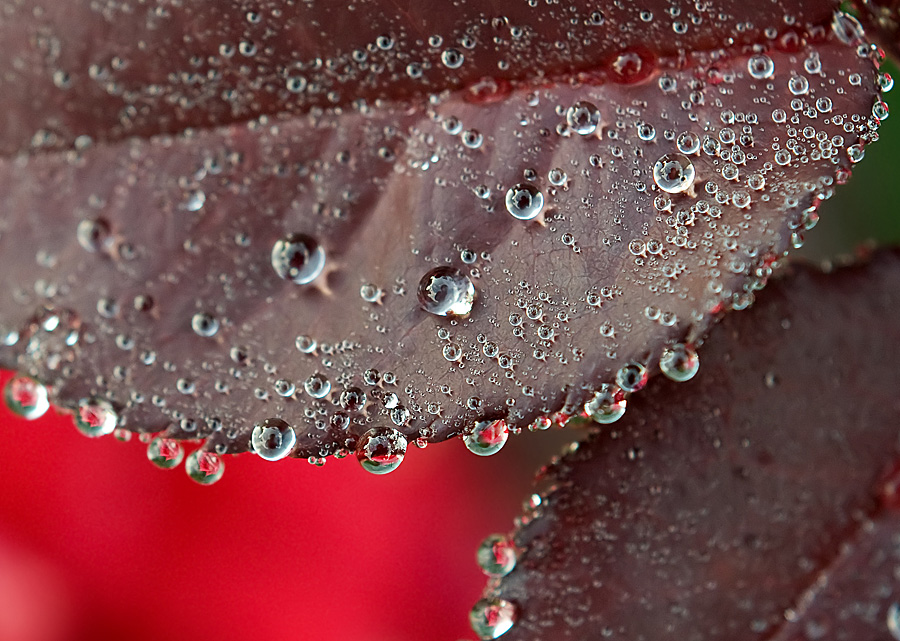 Mirror dew ...