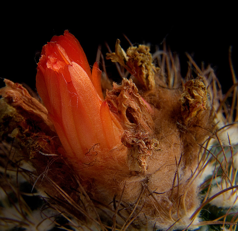 Among the dead petals raging life ...