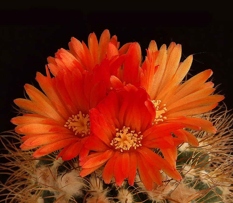 "Bouquet".