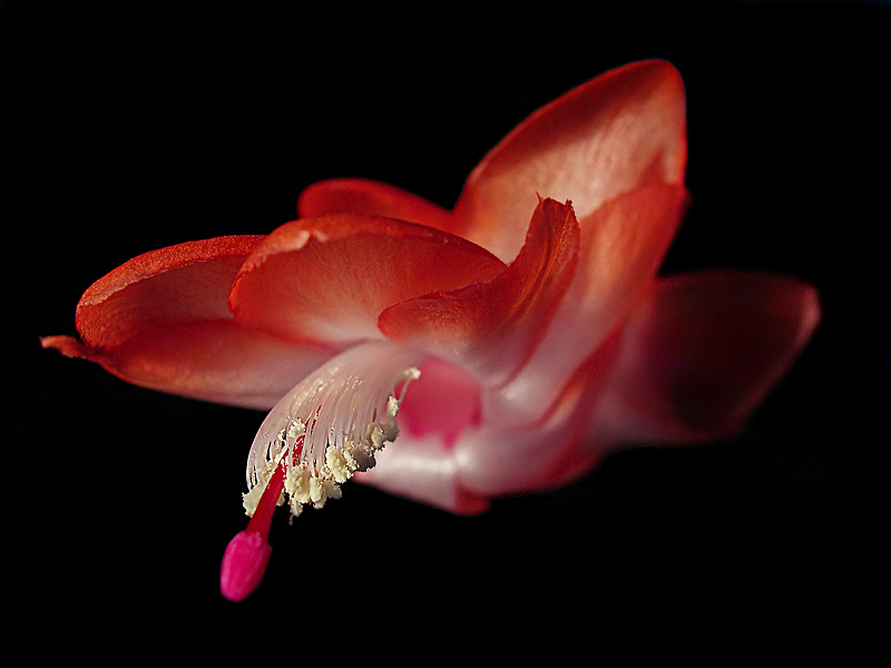 His spininess flowers - "Flight ..."