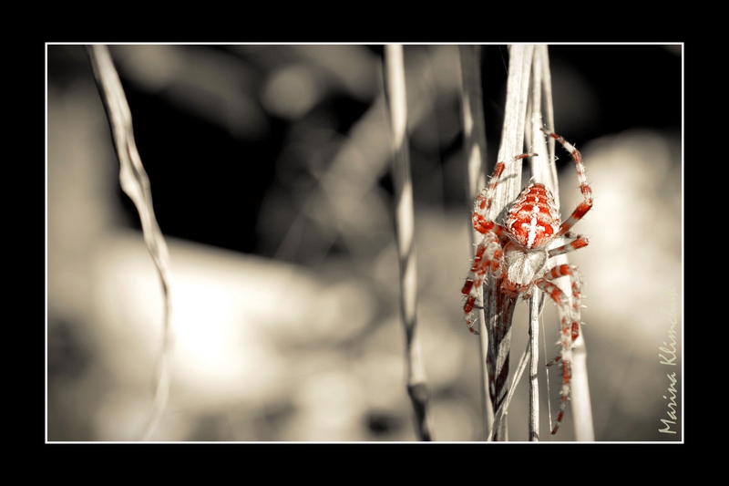Spider