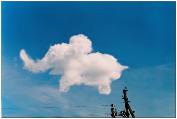 Elephant. Just an elephant.