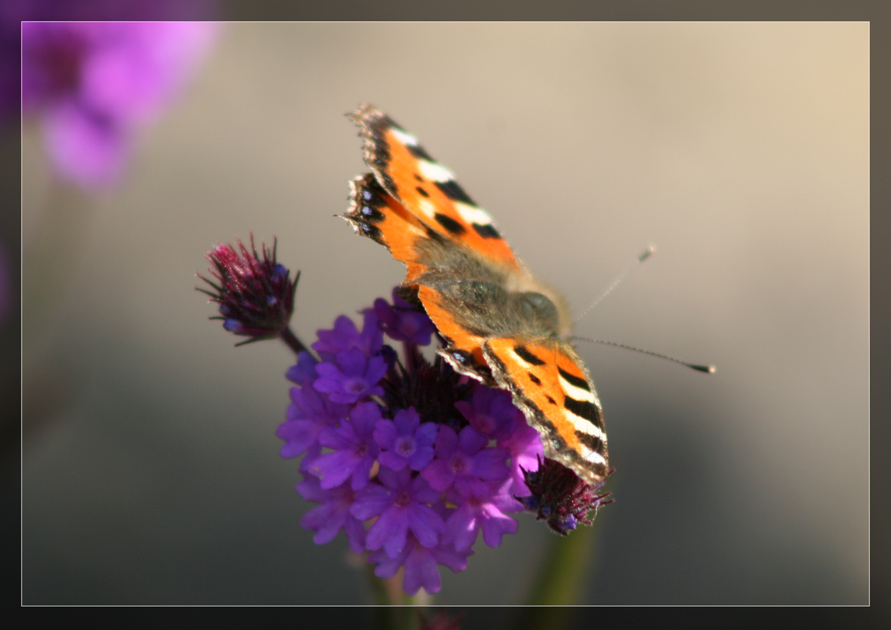 Favorite portrait of a butterfly