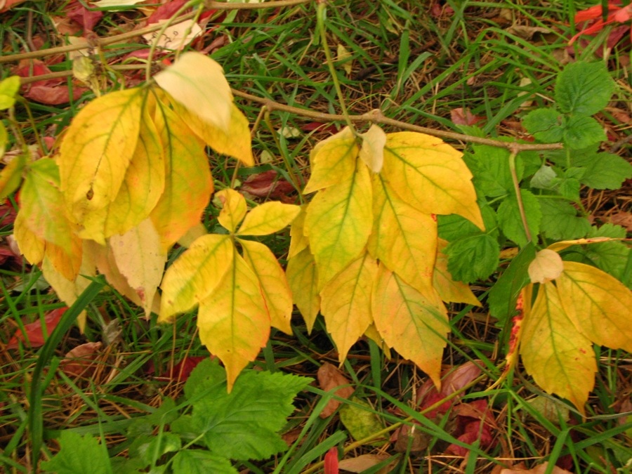 Autumn brightness