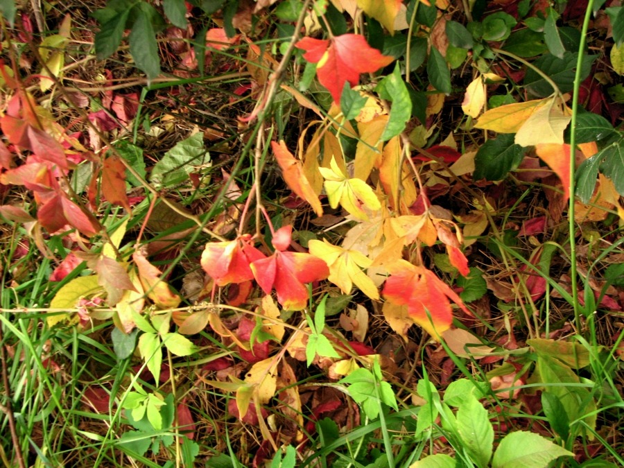 Autumn brightness 7
