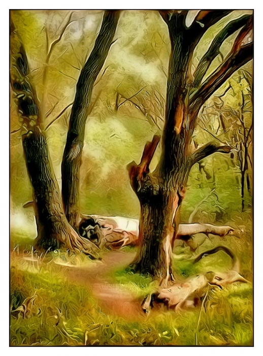 Forest path