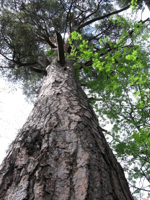 Pine