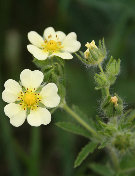 Floret