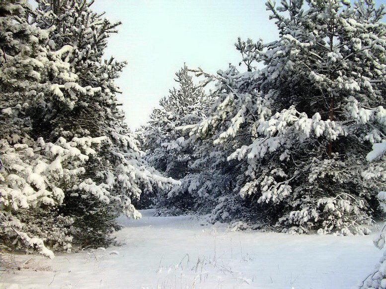 Winter Fantasy
